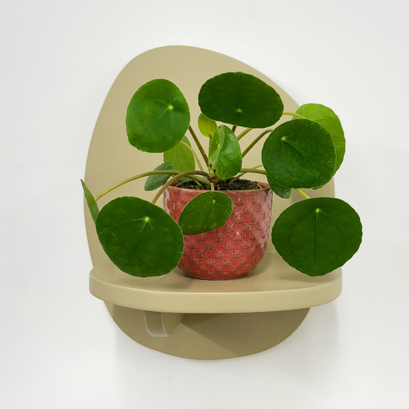 Mini Chinese Money Plant & Pot
