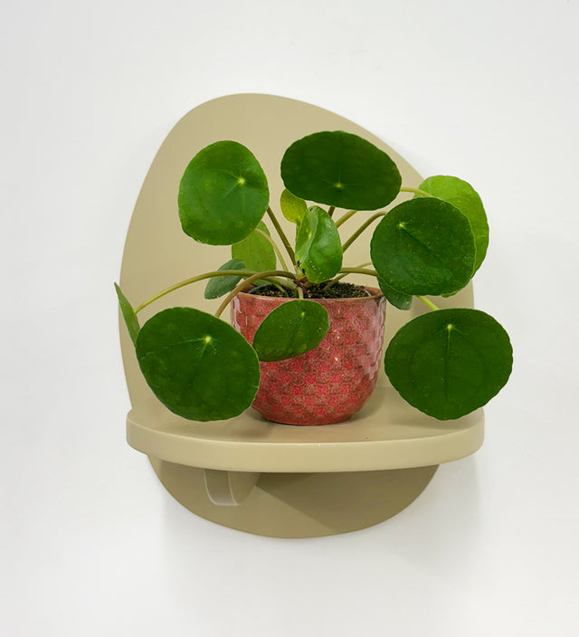 Mini Chinese Money Plant & Pot