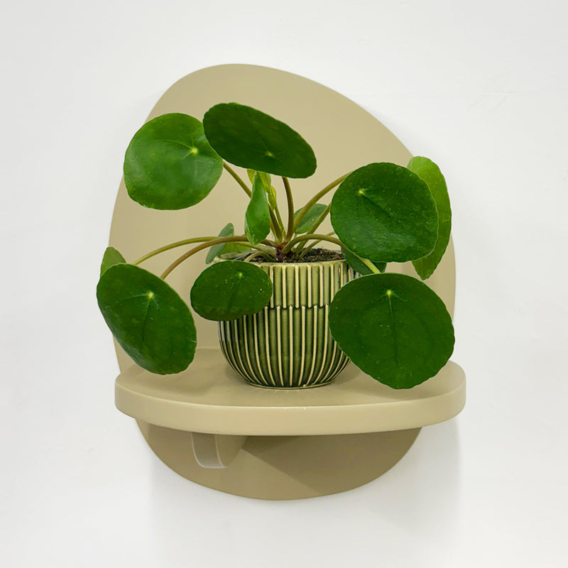 Mini Chinese Money Plant & Pot