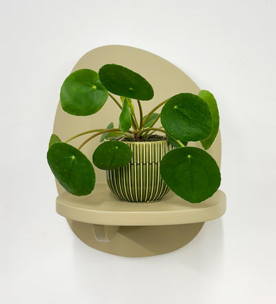 Mini Chinese Money Plant & Pot