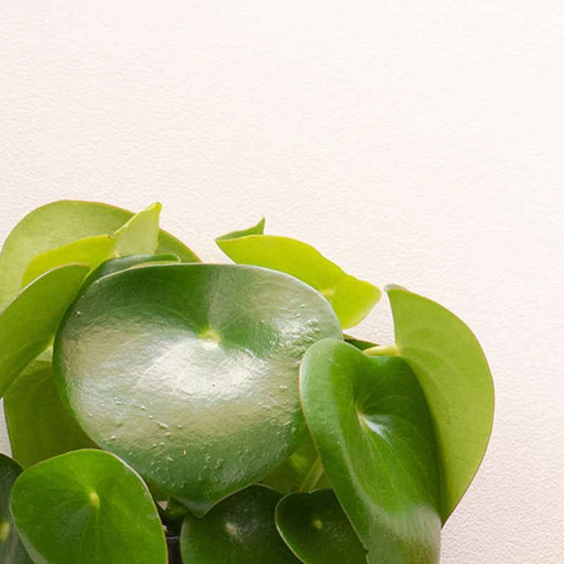 3 Months of Houseplants Bundle