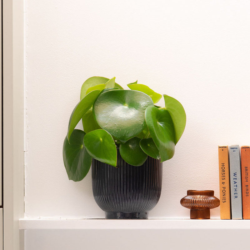 Pilea Raindrop