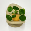 Mini Chinese Money Plant & Pot