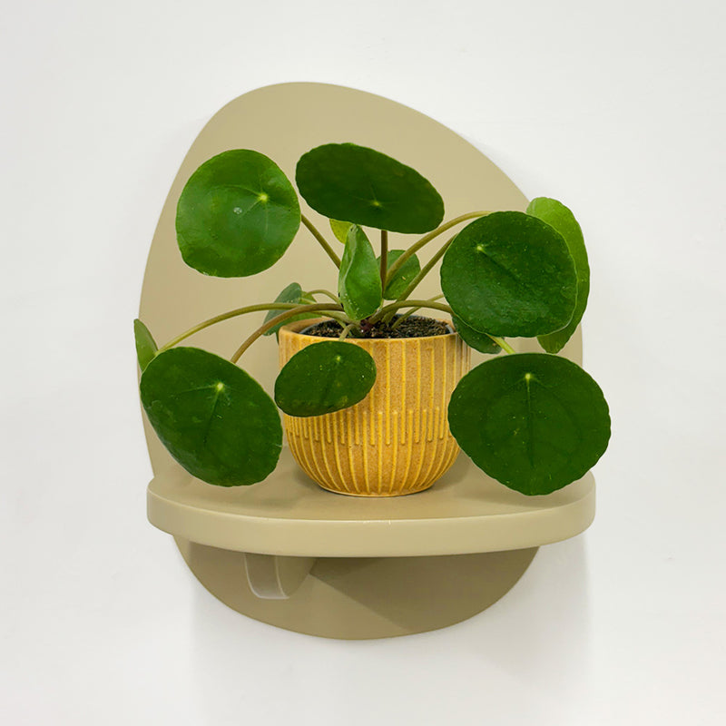 Mini Chinese Money Plant & Pot