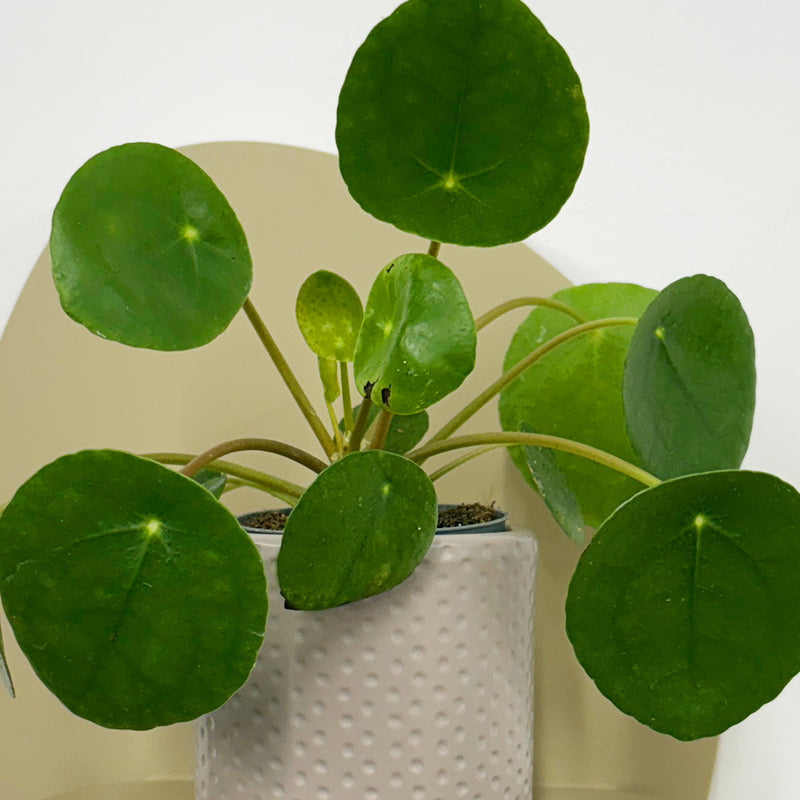 Mini Chinese Money Plant & Pot