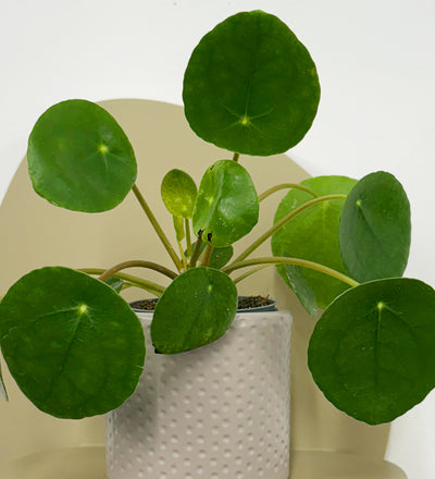 Mini Chinese Money Plant & Pot