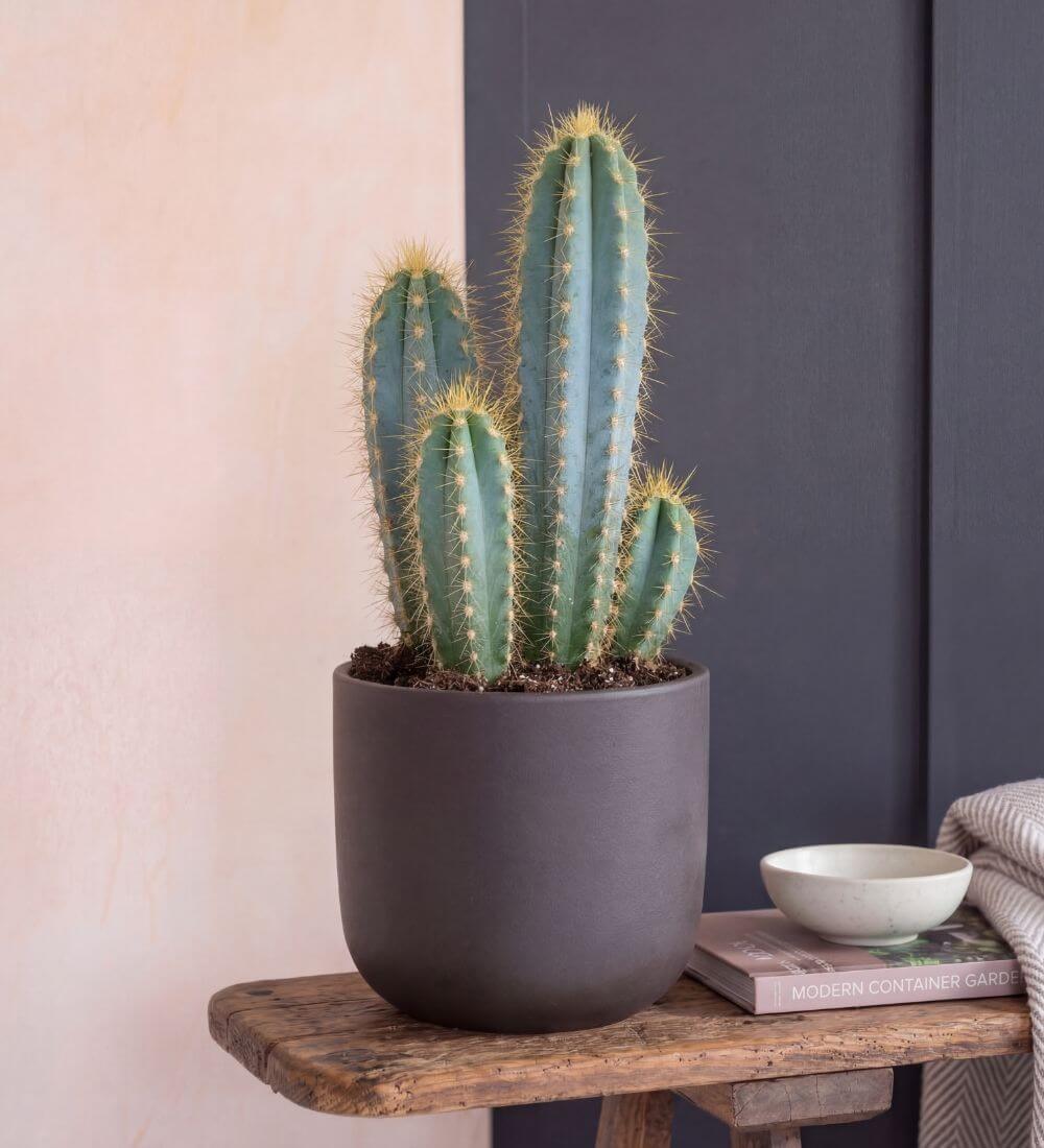 Blue Myrtle Cactus