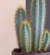 Blue Myrtle Cactus