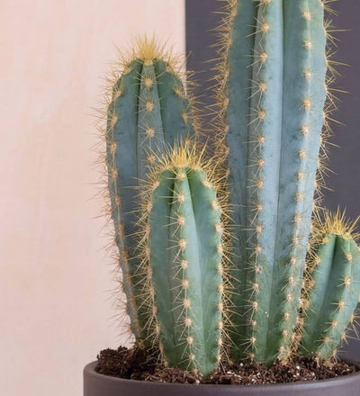 Blue Myrtle Cactus