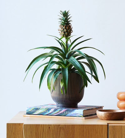 Pineapple Plant & Pot