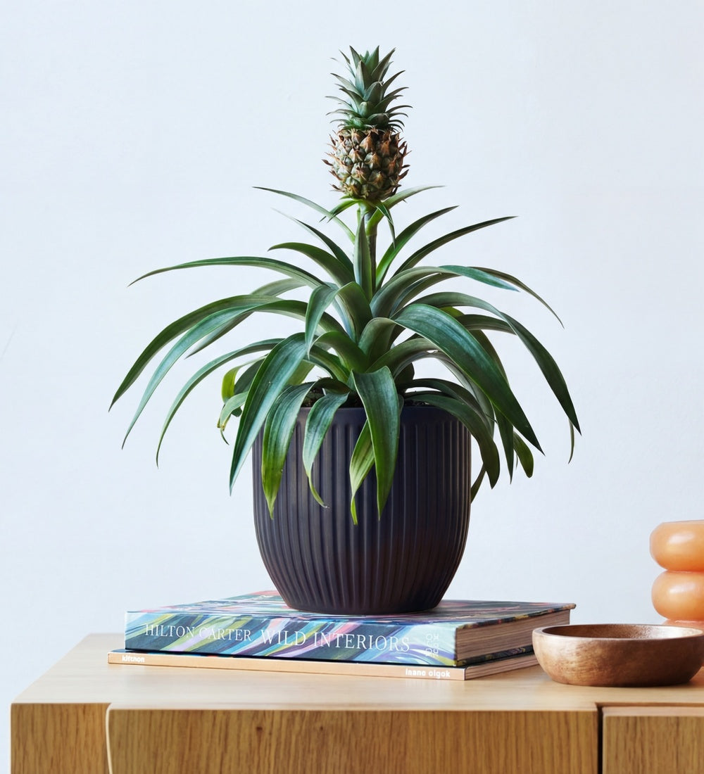 Pineapple Plant & Pot