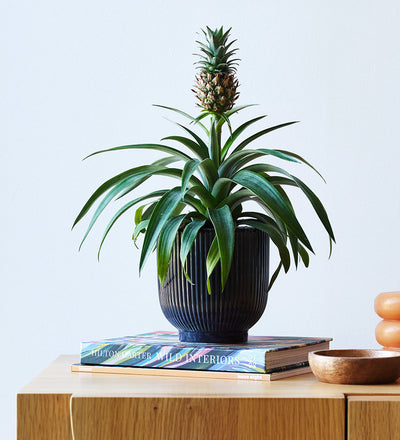 Pineapple Plant & Pot
