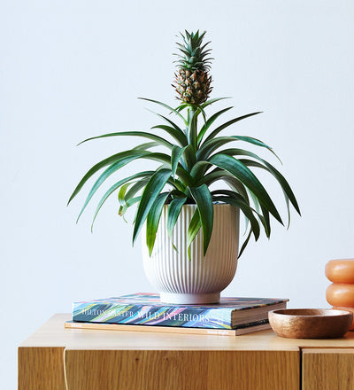 Pineapple Plant & Pot