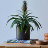 Pineapple Plant & Pot