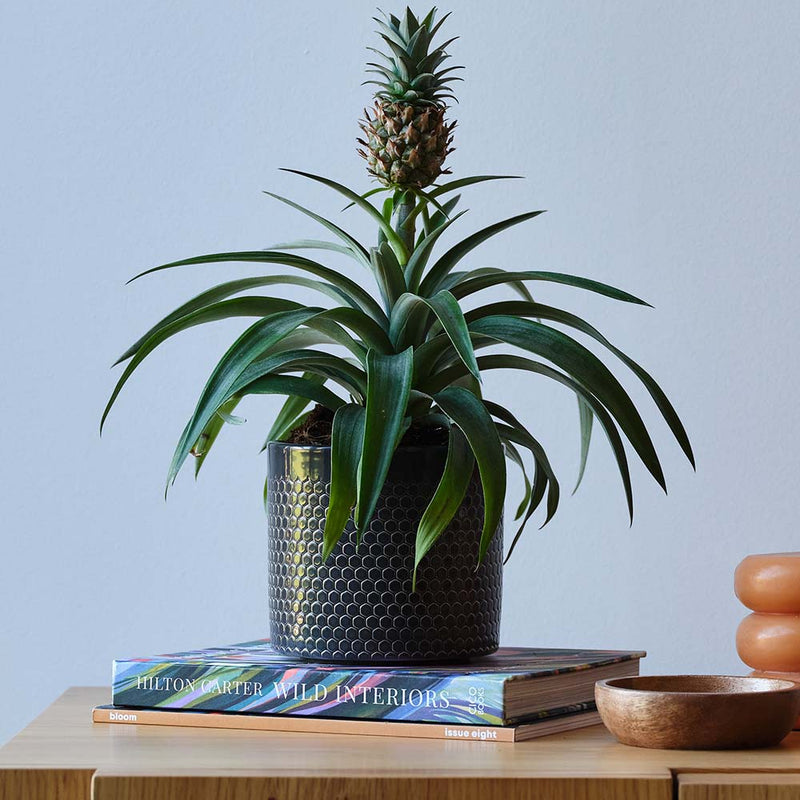 Pineapple Plant & Pot