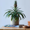 Pineapple Plant & Pot