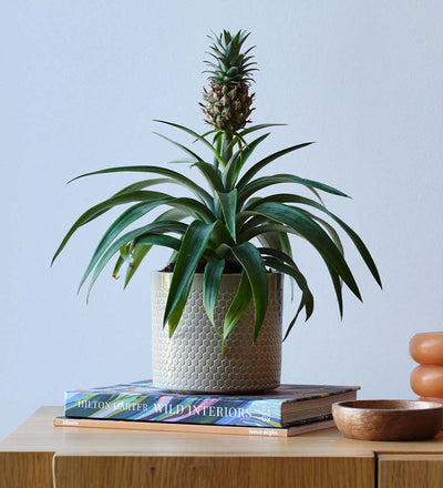 buy pineapple plants online Buy the Pineapple Plant (Ananas comosus) Indoor Houseplant with Nationwide Delivery