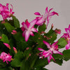 Pink Christmas Cactus