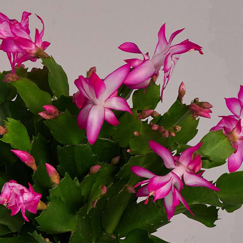 Pink Christmas Cactus