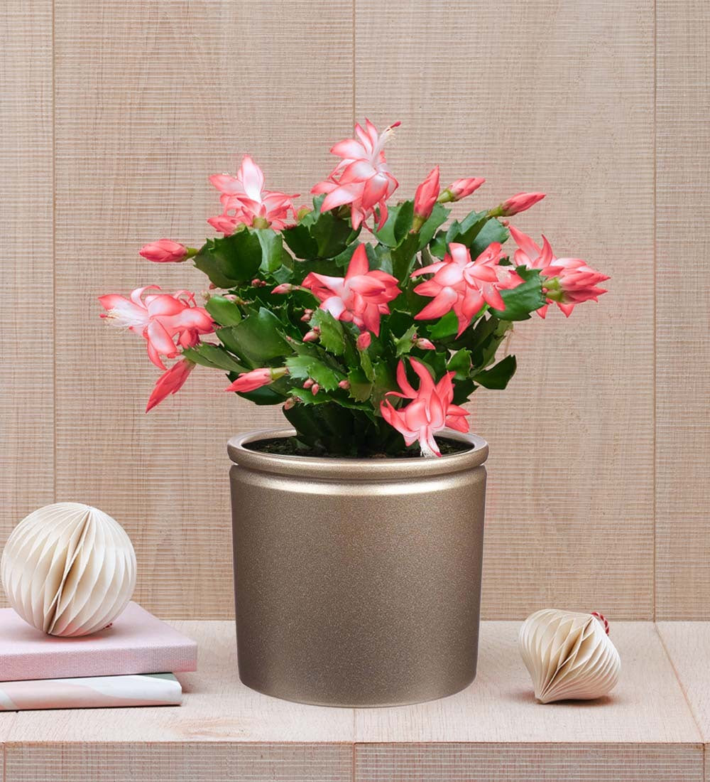 Pink Christmas Cactus & Pot