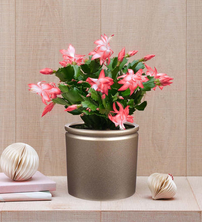 Pink Christmas Cactus & Pot