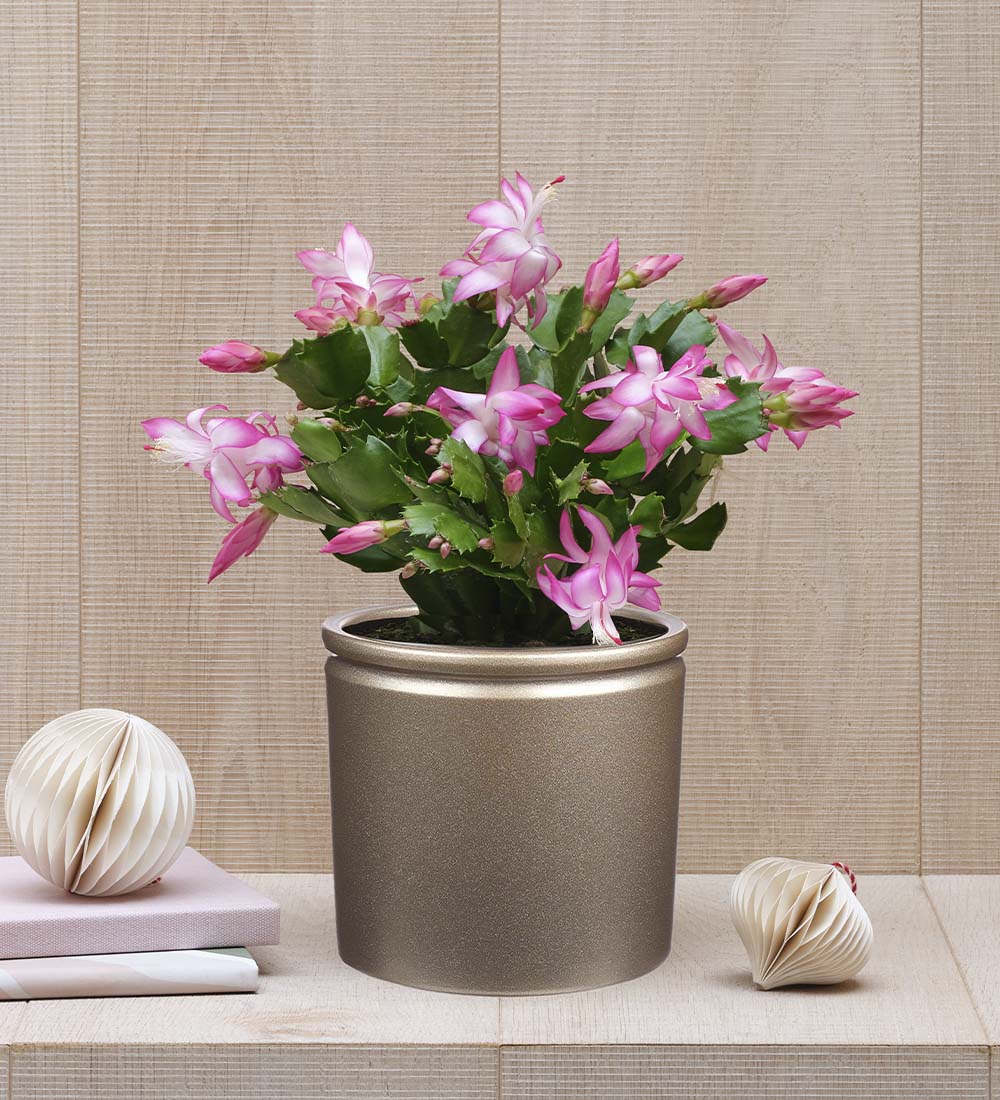 Pink Christmas Cactus & Pot