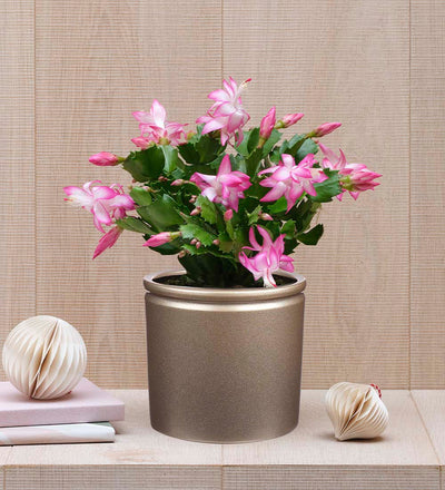 Pink Christmas Cactus & Pot