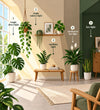 Plant light guide: bright direct light, bright indirect light, medium light, medium to low light, low light