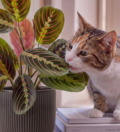 Prayer Plant | Maranta Leuconeura