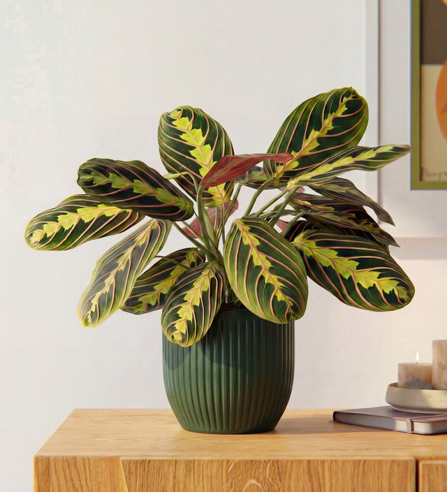 Prayer Plant in Ceramic Pot