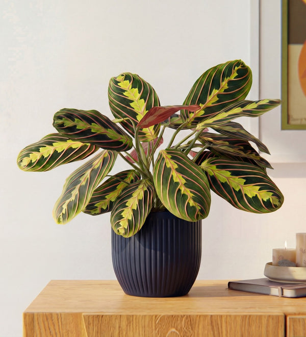 Prayer Plant in Ceramic Pot