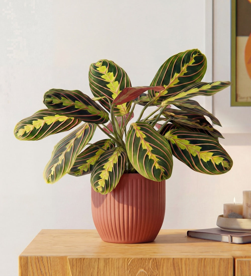 Prayer Plant in Ceramic Pot