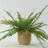 Boston Fern & Pot
