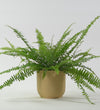 Boston Fern