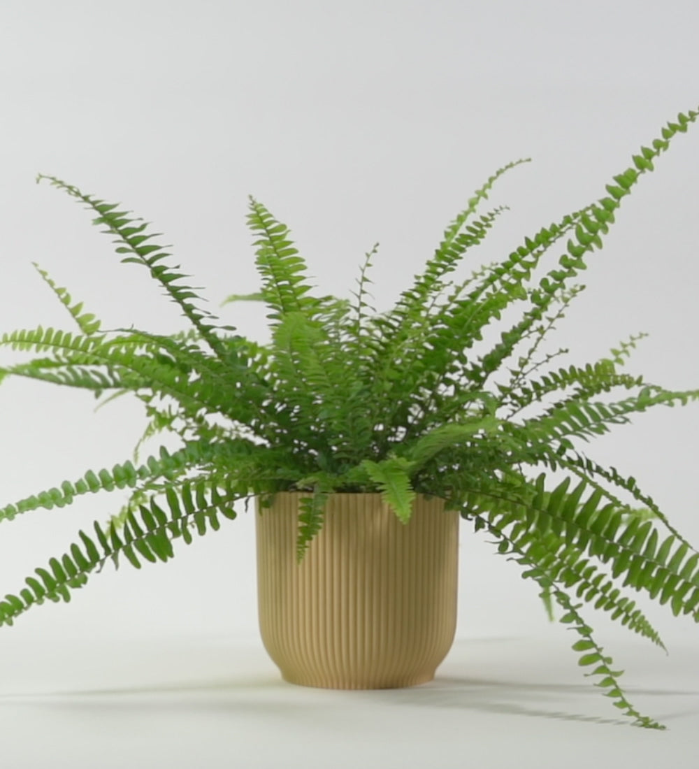 Boston Fern & Pot