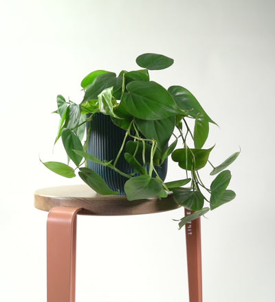 Hanging Philodendron & Basket