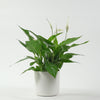 Peace Lily & Pot