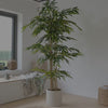 Artificial Yucca Plant
