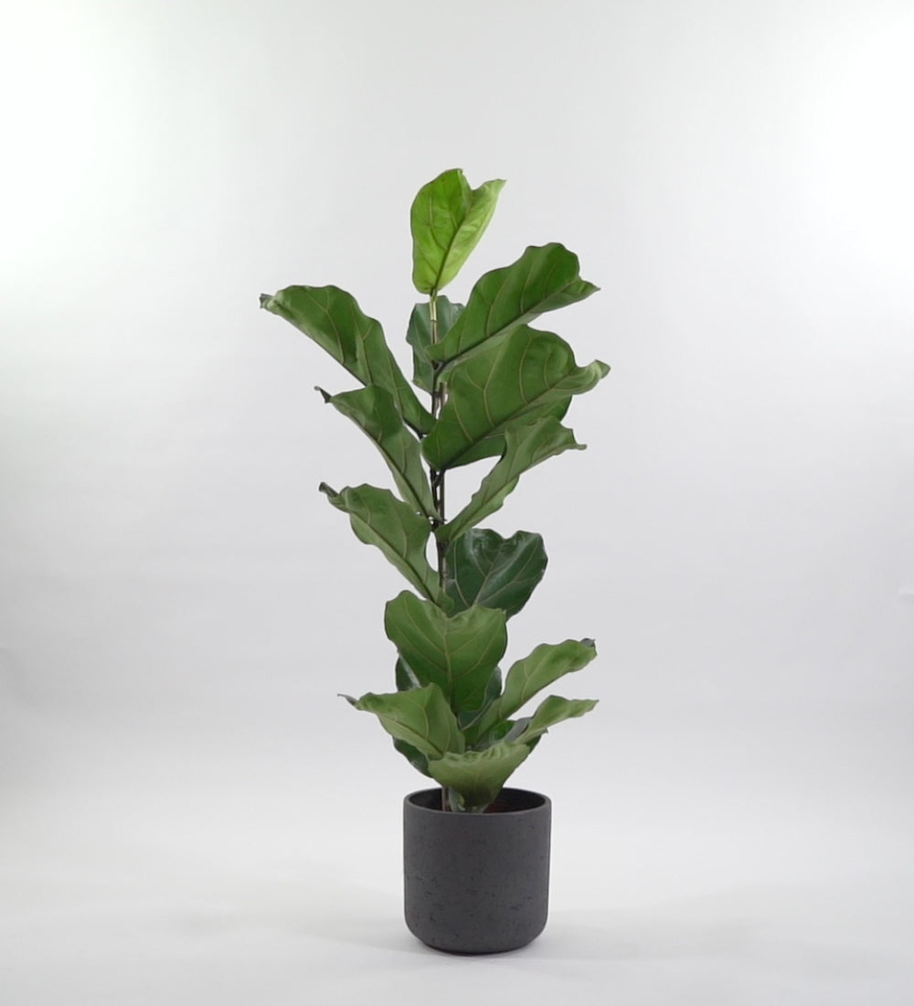 Fig Plant Pair
