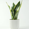 Snake Plant & Pot
