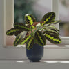 Prayer Plant & Pot