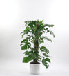 Swiss Cheese Plant & Pot