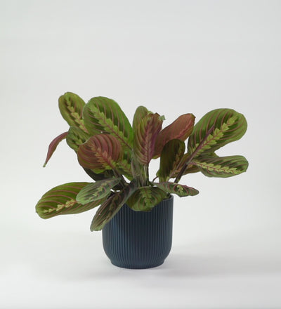 Prayer Plant Pair