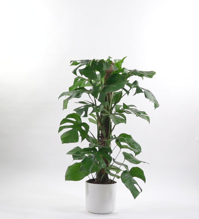 Swiss Cheese Plant & Pot