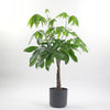 Money Tree & Pot