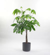Money Tree & Pot