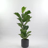Fiddle-leaf Fig & Pot