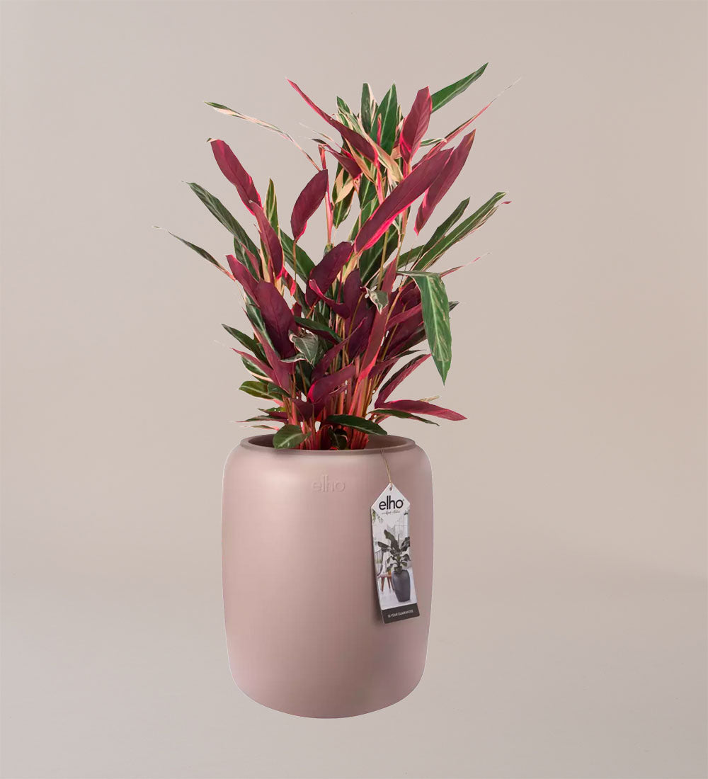 Elho Pure Bead Pot Medium Pink