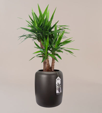 Elho Pure Bead Pot Medium Dark Brown