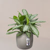 Elho Pure Bead Pot Small Beige